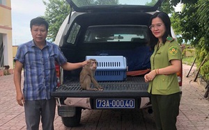 Một nông dân Quảng Bình mua con động vật hoang dã này về nuôi, sau 