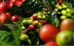 Robusta sàn giao dịch lại tăng mạnh, cà phê trong nước đồng loạt tăng thêm