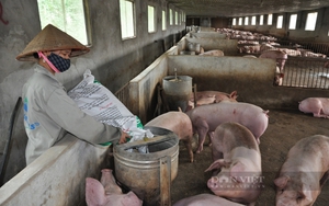 Giá lợn hơi cao nhất trong 5 năm qua, giá gà công nghiệp cũng tăng, thị trường diễn biến 