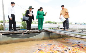 Hòa Bình: Hội Nông dân tham gia xây dựng kinh tế tập thể, tạo việc làm, tăng thu nhập cho nông dân - Ảnh 6.