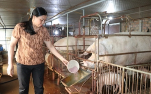 Tăng trưởng ngành nông nghiệp tỉnh Bắc Ninh bật tăng nhờ giá lợn hơi phi mã