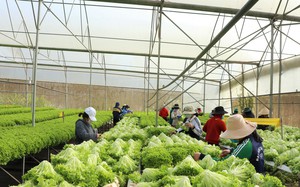 Phó Thủ tướng Trần Lưu Quang: Lâm Đồng là ví dụ mẫu mực của nông nghiệp công nghệ cao