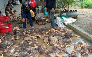 Lào Cai: Mưa lớn gây ngập úng làm 2.500 con gà bị chết