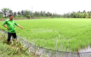 Con động vật quái ác này đang rình phá hoại lúa, ngành chức năng Trà Vinh kêu gọi cả cộng đồng diệt trừ