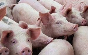Giá lợn hơi đồng loạt giảm, 'ông lớn' chăn nuôi CP cũng hạ giá lợn