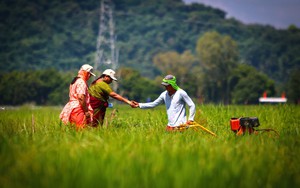 Chọn Việt Nam là nơi bắt đầu dự án quốc tế cho lúa chất lượng cao, phát thải thấp