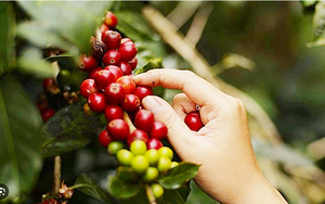 Tiềm năng Arabica tăng giá do lo ngại sản lượng Brazil, cà phê trong nước giảm nhẹ