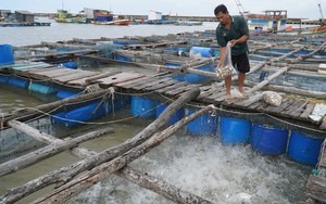 Kỳ 1: Ngư dân thu nhập tiền tỷ nhờ nuôi cá, tôm hùm trên biển - Ảnh 7.