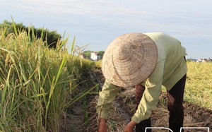 Một xã ở tỉnh Thái Bình, lúa còn chưa gặt nông dân đã rẽ lúa, đặt bầu gieo một loại cây màu mới