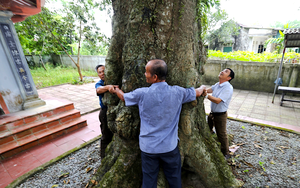 Ở một thị trấn của Hà Tĩnh có 2 cây cổ thụ 600 tuổi 
