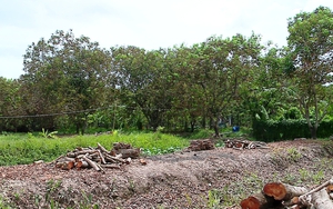 Sắp đối thoại vụ hơn 100 hộ dân trồng sầu riêng, chôm chôm ở Vĩnh Long gửi đơn 