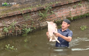 Nông dân đất lúa lãi hàng trăm triệu đồng nhờ nuôi ba ba