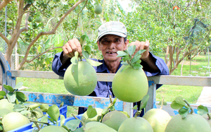 Hội Nông dân tỉnh Đồng Nai vượt hàng loạt chỉ tiêu Trung ương Hội giao - Ảnh 13.