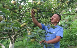 Vườn trồng thứ cây thấp tè đã ra trái treo la liệt, anh nông dân Lào Cai hễ nói bán là hết veo