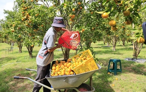 Giám đốc Sở NNPTNT Lâm Đồng nêu giải pháp “chặn” tình trạng “được mùa mất giá, được giá mất mùa”