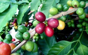 Giá cà phê tiếp tục tăng mạnh phiên cuối tuần, Robusta vượt mức lịch sử