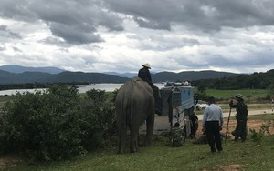 Một người dân Đắk Lắk bàn giao con động vật khổng lồ này cho ngành chức năng để nuôi bảo tồn