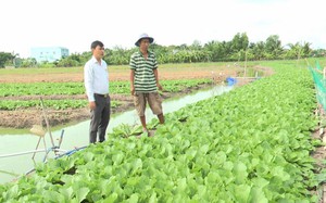 Một loại nông sản ăn tươi ở huyện này của Long An hơn 1 tháng nay tụt giá, nông dân chả lãi còn bị lỗ