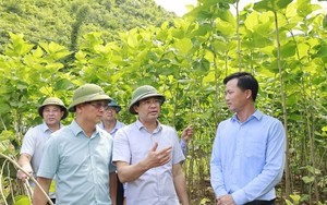 Bảo Thắng, Lào Cai trao tiền hỗ trợ nông dân trồng rau - Ảnh 5.