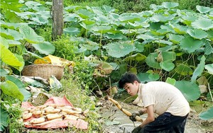 Loại củ là 