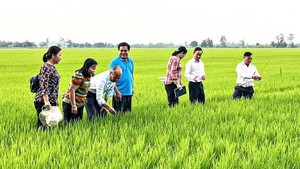 Chủ tịch tỉnh Sóc Trăng: "Mô hình thí điểm đề án 1 triệu ha lúa chất lượng cao, phát thải thấp chưa được bài bản" - Ảnh 4.