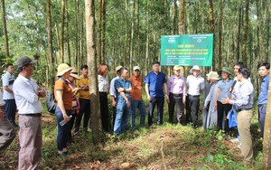 Giữ rừng xanh, nông dân thôn Chênh Vênh ở Quảng Trị chia nhau “tiền tươi”