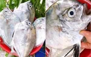 Cá từ bi ở biển Bình Thuận là cá gì mà nổi tiếng ngon, lạ, quý hiếm, ăn vào sẽ 