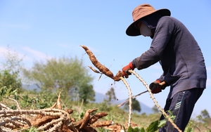 Các tỉnh miền núi phía Bắc bàn cách trồng loại cây tỷ đô lại dễ tính trên đất dốc - Ảnh 10.