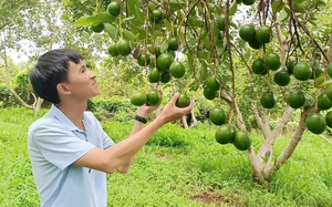 Hội Nông dân làm cầu nối giúp nông dân Bình Phước tiếp cận vốn, vươn lên thoát nghèo 