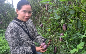 Tre tứ quý, loại "cây nồi đồng cối đá" này trồng ở một nơi của Bình Thuận, ấy thế mà "hái ra tiền" - Ảnh 6.