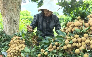 Ngỡ ngàng những loại nhãn độc, lạ nhất Việt Nam: Loại nhãn số 1 hạt bé như hạt tiêu - Ảnh 14.