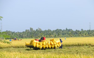 Bán lượng gạo khổng lồ cho nước ngoài, lần đầu tiên một tỉnh vùng Đồng bằng sông Cửu Long thu 325 triệu USD