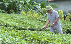 Nông thôn Tây Bắc: Cụ bà U70 tiên phong phát triển kinh tế, xây dựng nông thôn mới - Ảnh 6.