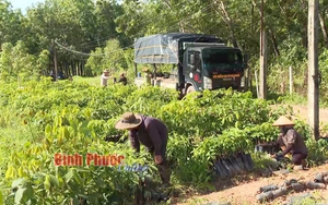 Người trồng hoa thiên lý gặp khó - Ảnh 1.