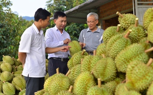 Chanh leo Việt Nam chính thức nhận “giấy thông hành” sang Úc - Ảnh 4.