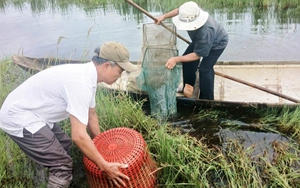 Ruộng lúa bị nhiễm mặn, ở một xã của TT-Huế, dân bèn thả nuôi con vật này, bình quân mỗi hộ bắt bán 800kg