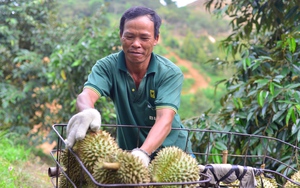 Xuất khẩu sầu riêng đông lạnh sang Trung Quốc: Doanh nghiệp tuân thủ thế nào, chuyên gia dự báo gì trong 10 năm tới?- Ảnh 7.