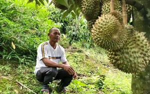 Một ông nông Lâm Đồng trồng sầu riêng trên đất dốc, cây ra trái bói mà quả treo nhiều thế này đây