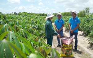 Thấy được loại phân bón hiệu quả cao, nông dân mạnh dạn ứng dụng cho hai vụ liên tiếp - Ảnh 2.