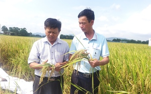 Lúa xuân Ninh Bình vừa được mùa, vừa được giá, chưa gặt thương lái đã hỏi mua