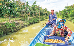 Dưa hấu ngon, được nắng, dân huyện này của Bình Định hễ hái một sào được 2,6 tấn, bán hết veo - Ảnh 11.