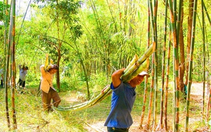 Chợ làng lạ mắt ở An Giang, trên bến dưới thuyền, bán mua chỉ một loại cây thân thẳng đuồn đuột