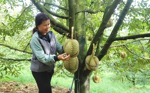 Chanh leo Việt Nam chính thức nhận “giấy thông hành” sang Úc - Ảnh 3.