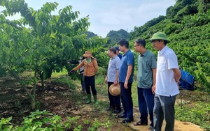 Hội Nông dân tỉnh Quảng Ninh học tập kinh nghiệm sản xuất nông nghiệp hữu cơ tại Sơn La