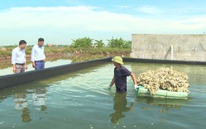 Sau bão số 3, tỉnh Ninh Bình tập trung tiêu úng, thoát nước bảo vệ cây lúa và hoa màu - Ảnh 12.