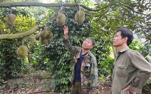 Ngăn chặn tranh mua, tranh bán sầu riêng, 