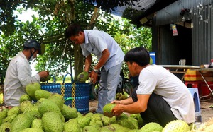 Vô vườn một xã ở Cần Thơ thấy cây đặc sản treo la liệt trái to bự, nghe tên đã thấy thèm lắm rồi