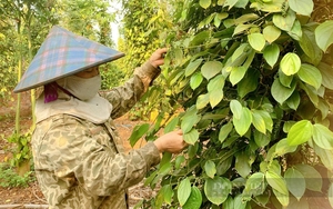 Dừa khô, loại quả khô giàu dinh dưỡng bất ngờ tăng giá tốt ở Tiền Giang, nhà nào bán là trúng đậm - Ảnh 6.