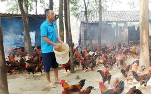 “Đòn bẩy” 74 tỷ đồng từ nguồn vốn này của Hội Nông dân Bắc Giang giúp hội viên phát triển kinh tế nông nghiệp