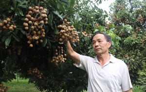 Ngỡ ngàng những loại nhãn độc, lạ nhất Việt Nam: Loại nhãn số 1 hạt bé như hạt tiêu - Ảnh 12.